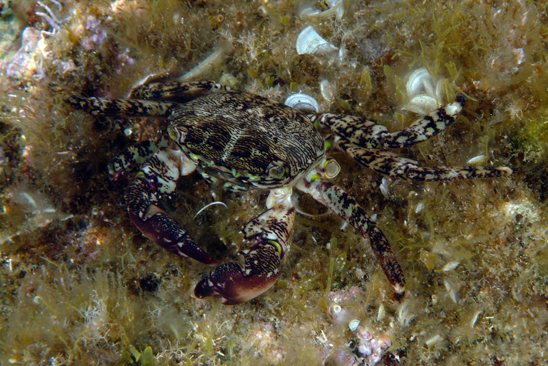 Sacculina su Pachygrapsus marmoratus